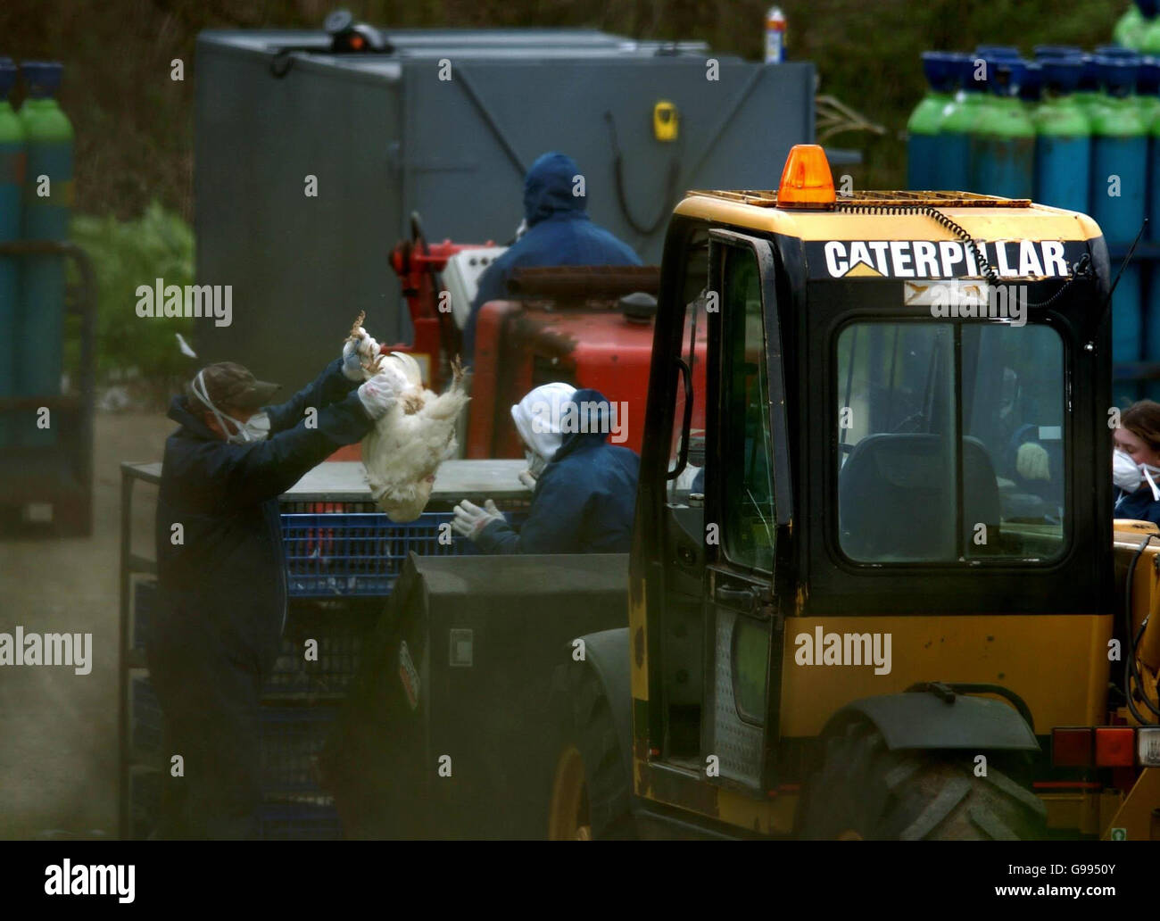 Culled chickens at witford lodge farm in hockering hi-res stock ...