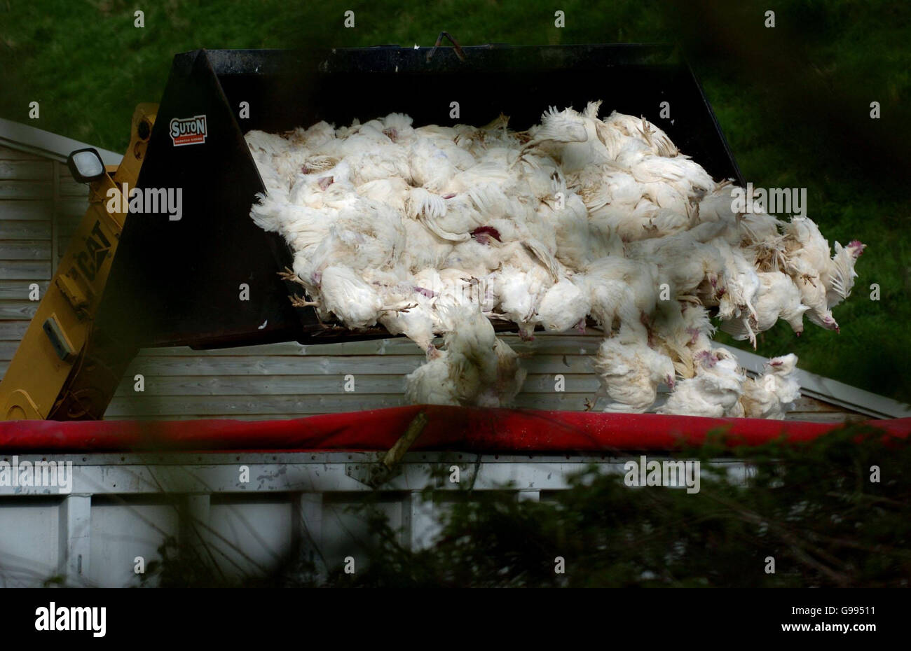 Culled chickens at witford lodge farm in hockering hi-res stock ...