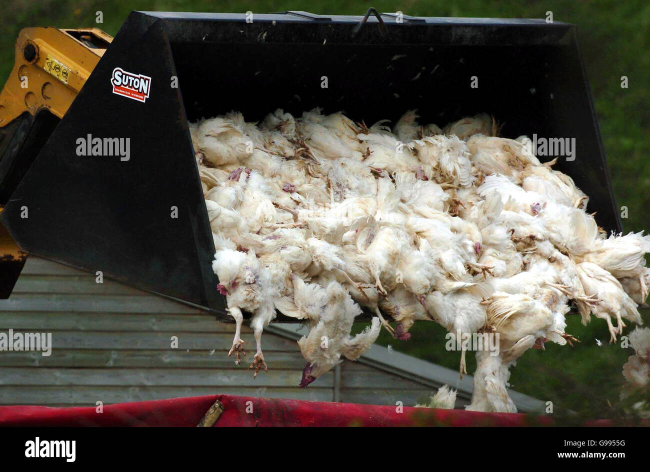 Culled chickens at witford lodge farm in hockering hires stock