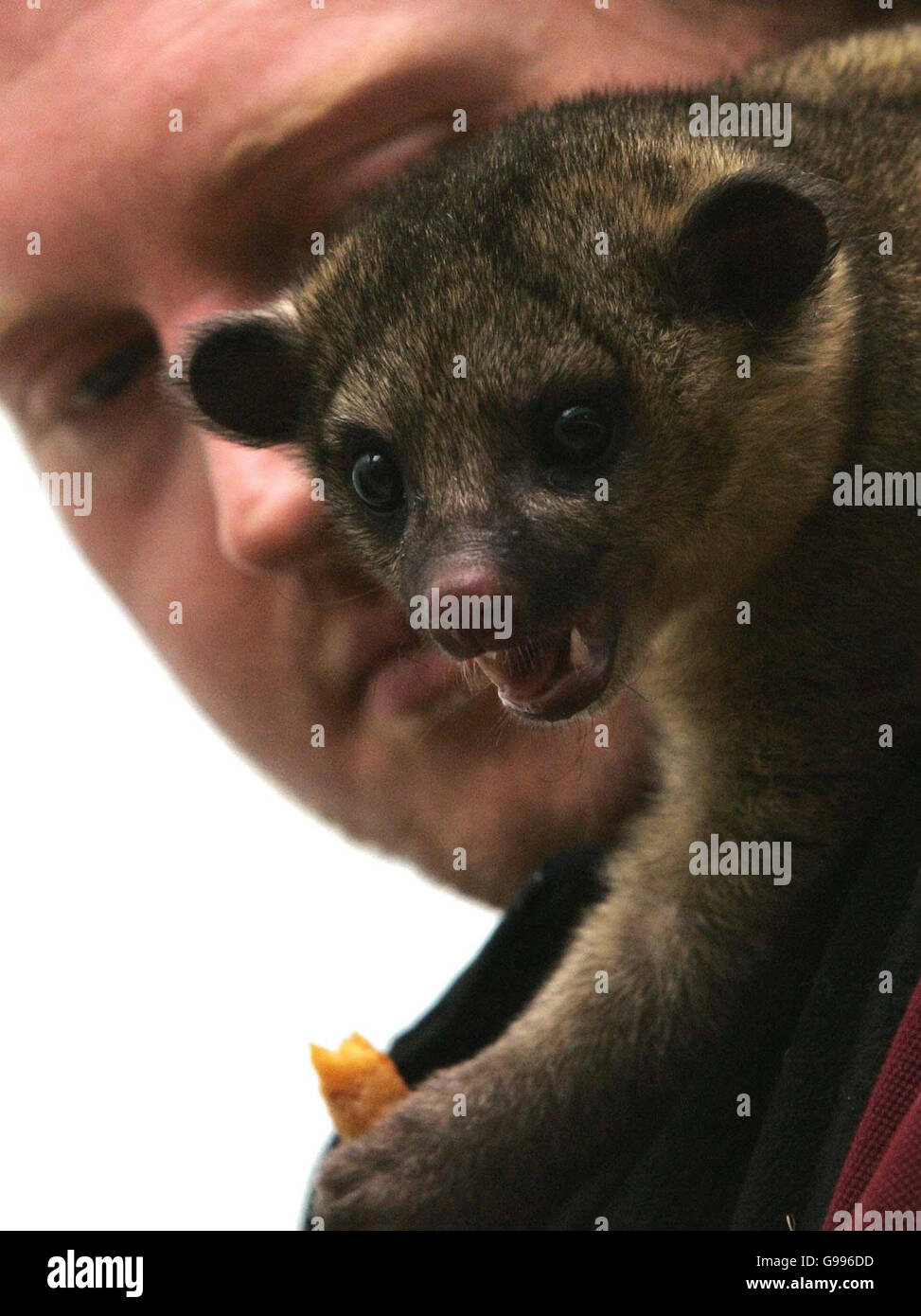 Kinkajou tongue hires stock photography and images Alamy