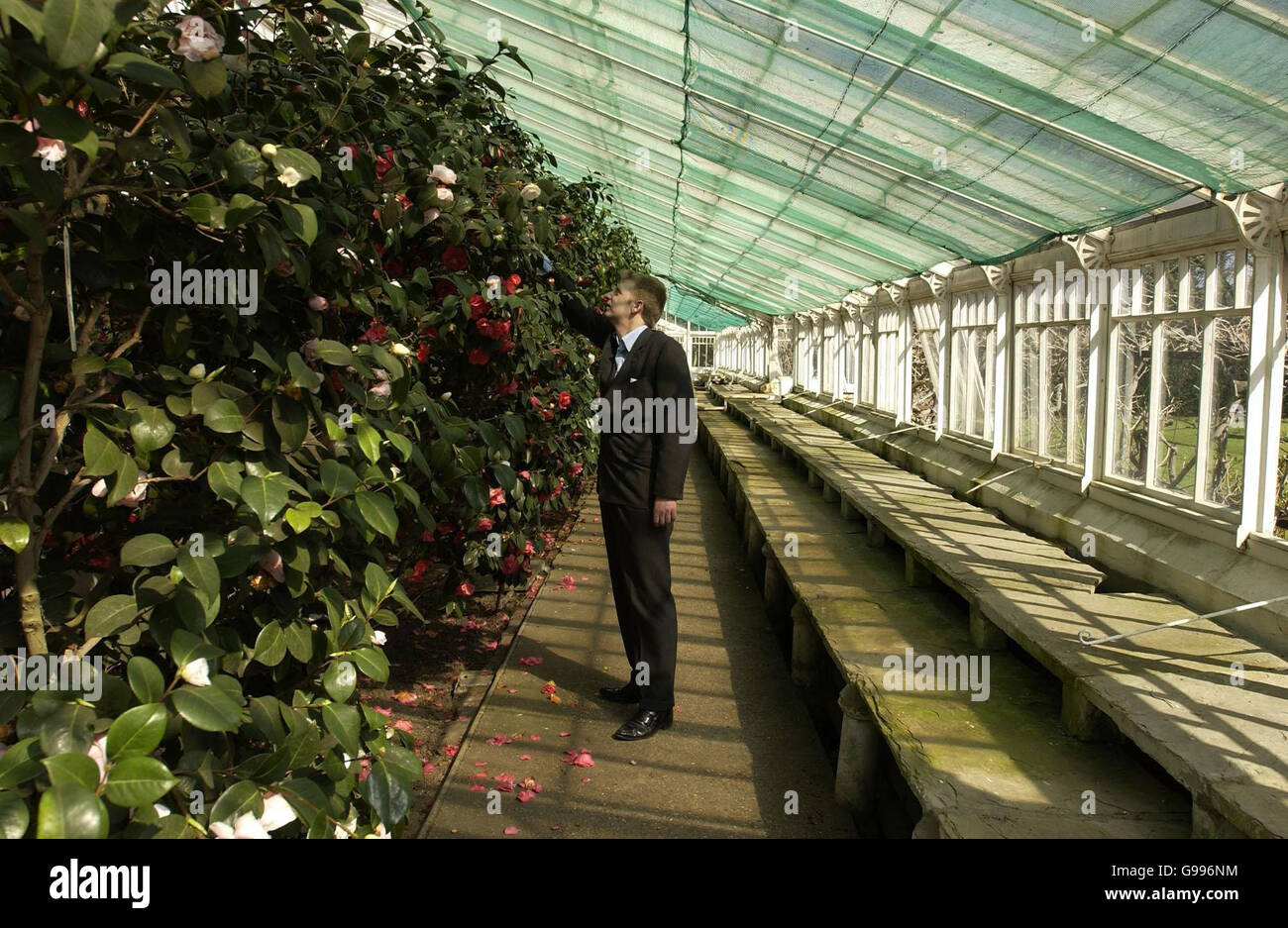 Middlemast Scotland Middlemist camellia hi-res stock photography and images - Alamy