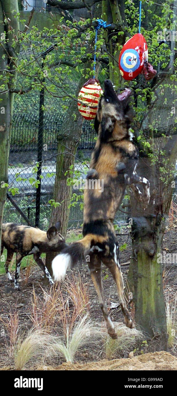 ANIMALS Easter. An African hunting dog jumps up to catch a painted egg filled with meaty treats for Easter at London Zoo. Stock Photo