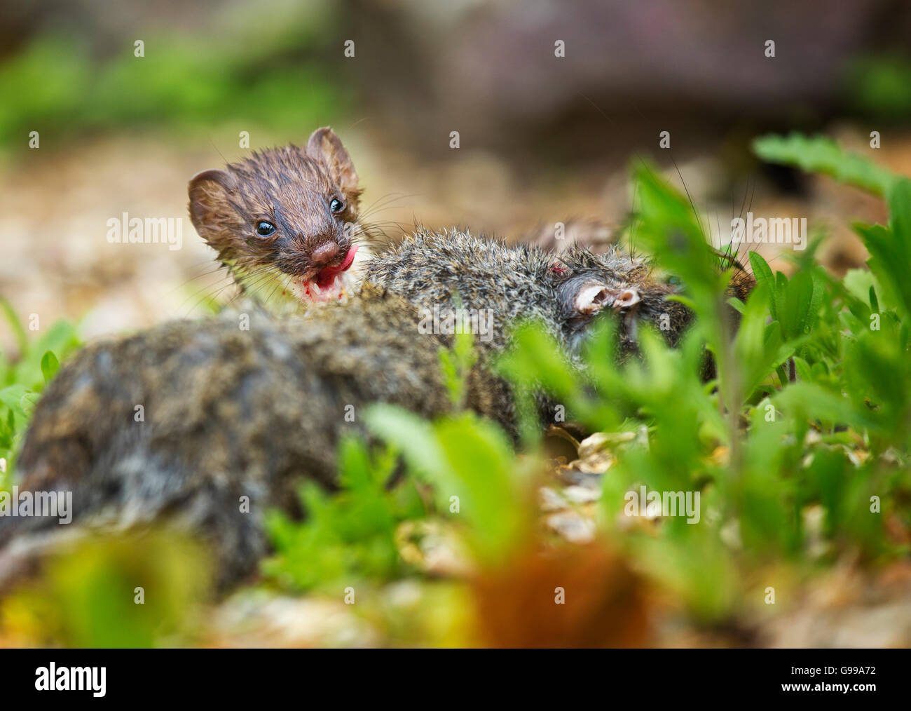 Stoat (Mustela erminea) feeding Stock Photo