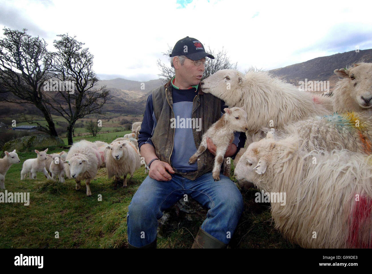 Farmer Edwin Noble sits among his flock on Coed Mawr farm, Dolwyddelan, Gwynedd. Stock Photo