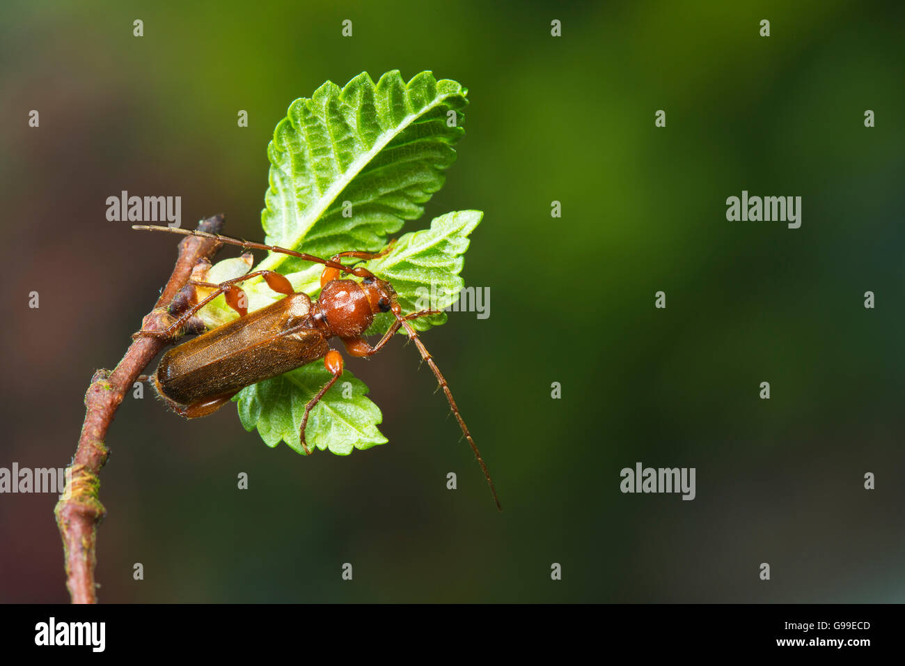 Tanbark borer longhorn beetle Phymatodes testaceus adult Stock Photo