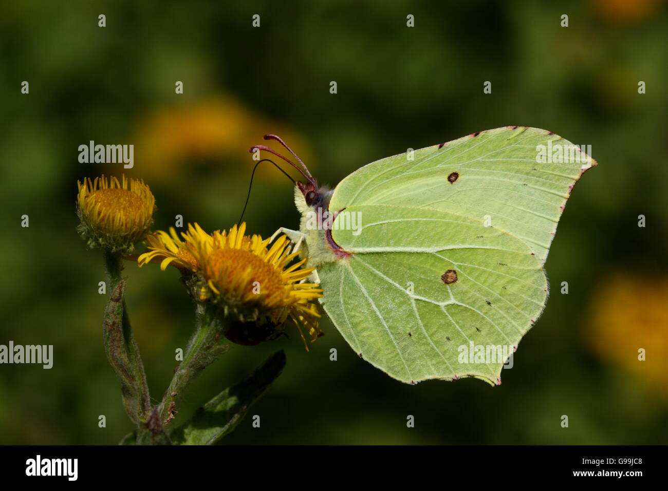 Female Brimstone Butterfly Stock Photo