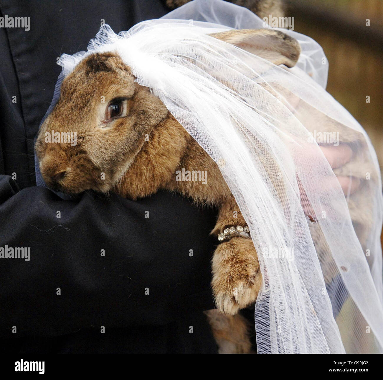 Animals in costumes hi-res stock photography and images - Alamy