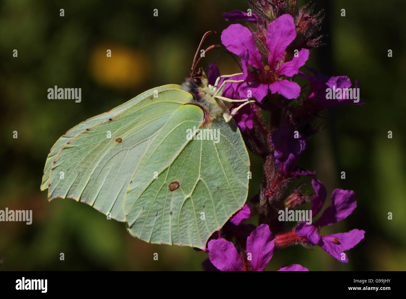 Female Brimstone Butterfly Stock Photo