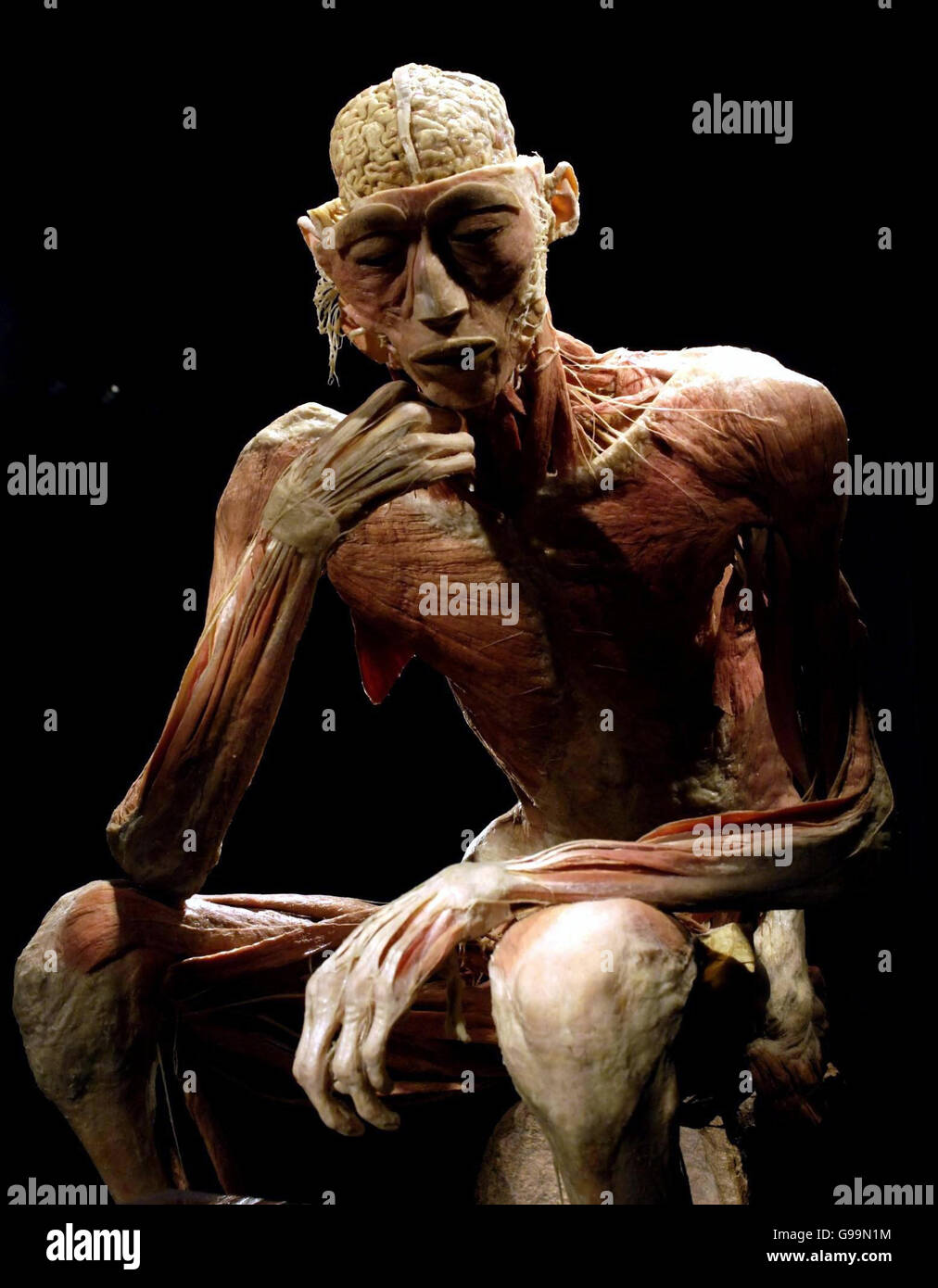One of the human cadavers of muscle and bone of the 'Bodies' travelling exhibition which goes on display to the public today inside the Earl's Court Exhibition Centre in London. PRESS ASSOCIATION Photo. Stock Photo