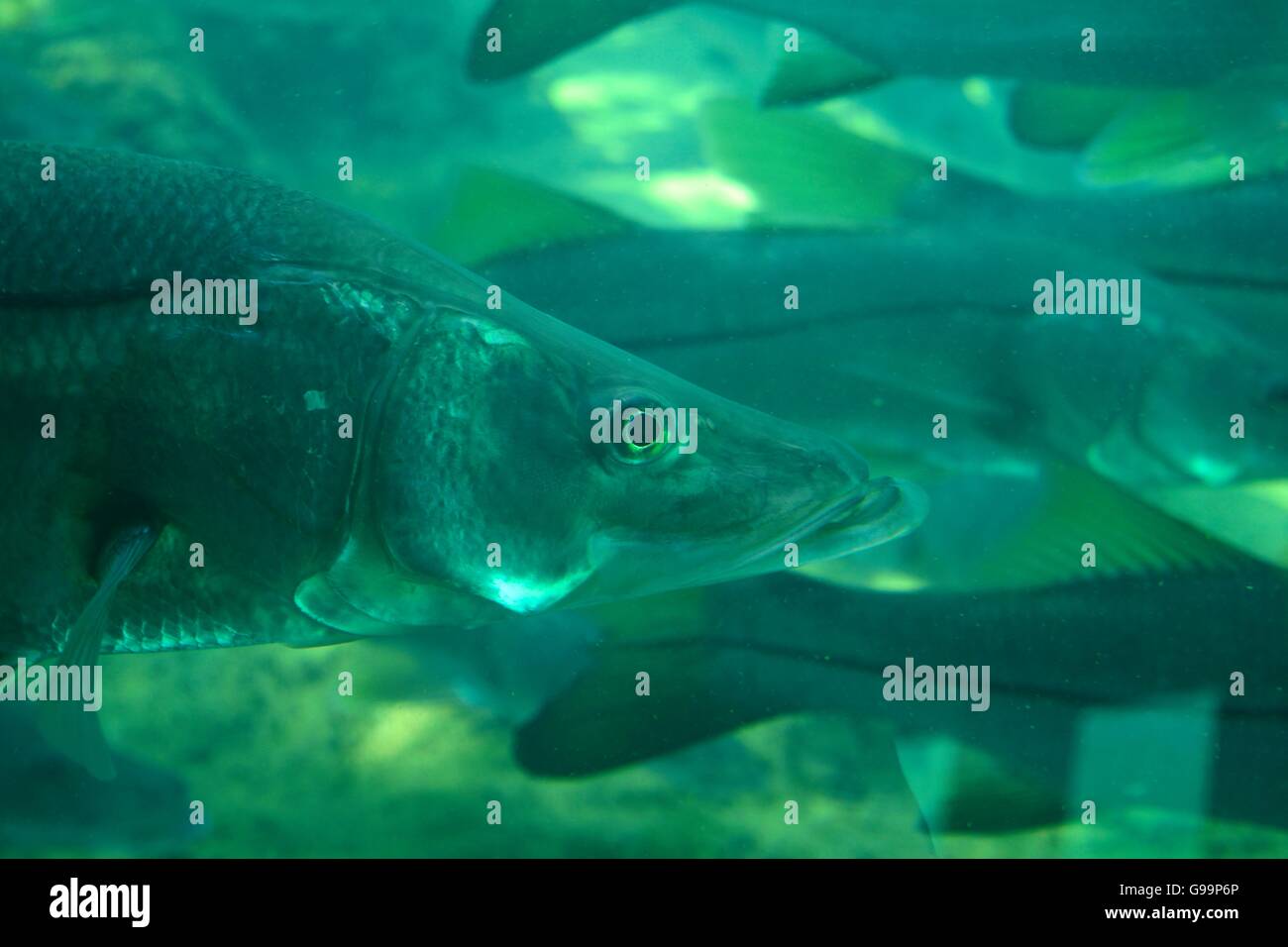 Common Snook swimming in the springs at Ellie Schiller Homosassa Springs Wildlife State Park in Homosassa Springs, Florida. Stock Photo