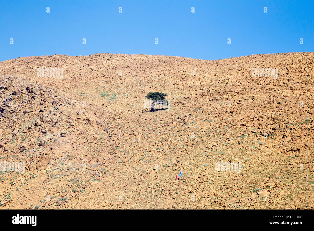 Alone tree hi-res stock photography and images - Alamy