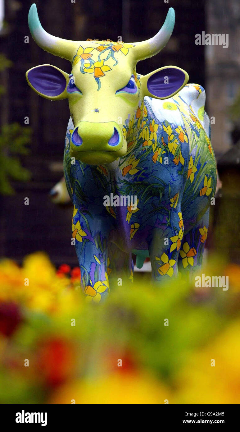 One of 94 cows making up the CowParade stands in Edinburgh today as the ...