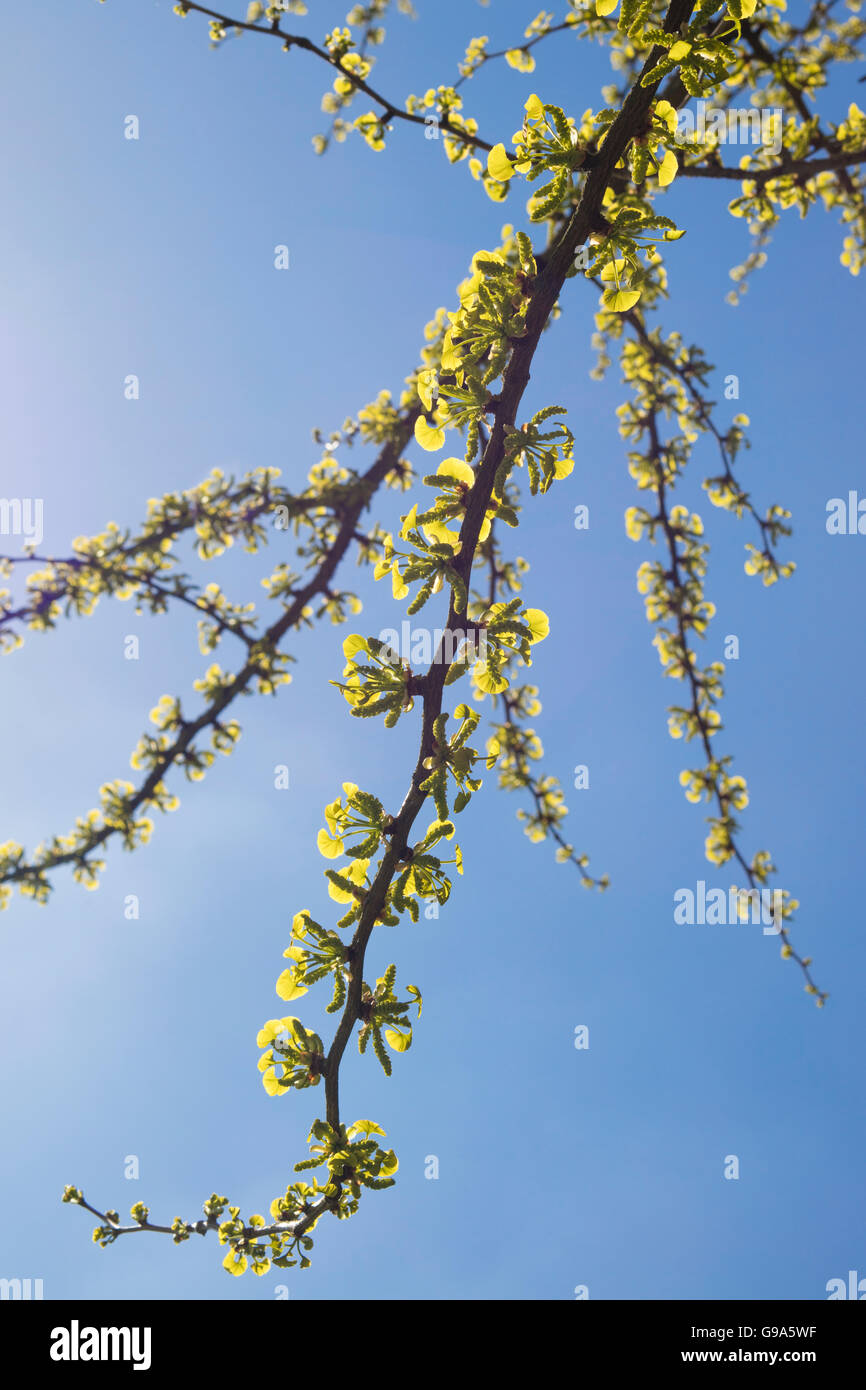 Young leafs of Ginkgo Biloba on a sunny day Stock Photo