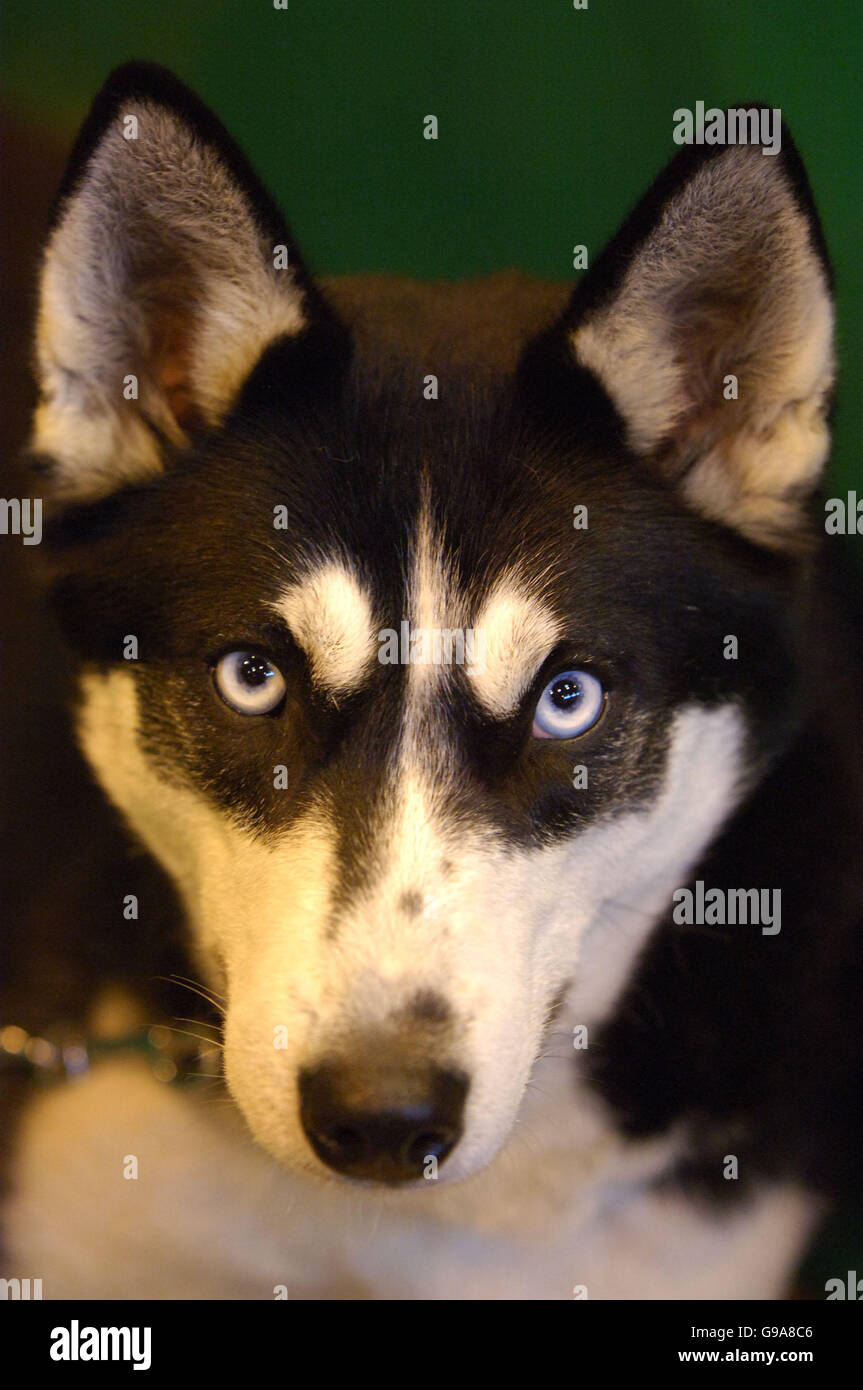 Siberian Husky Dog Dog Show High Resolution Stock Photography and