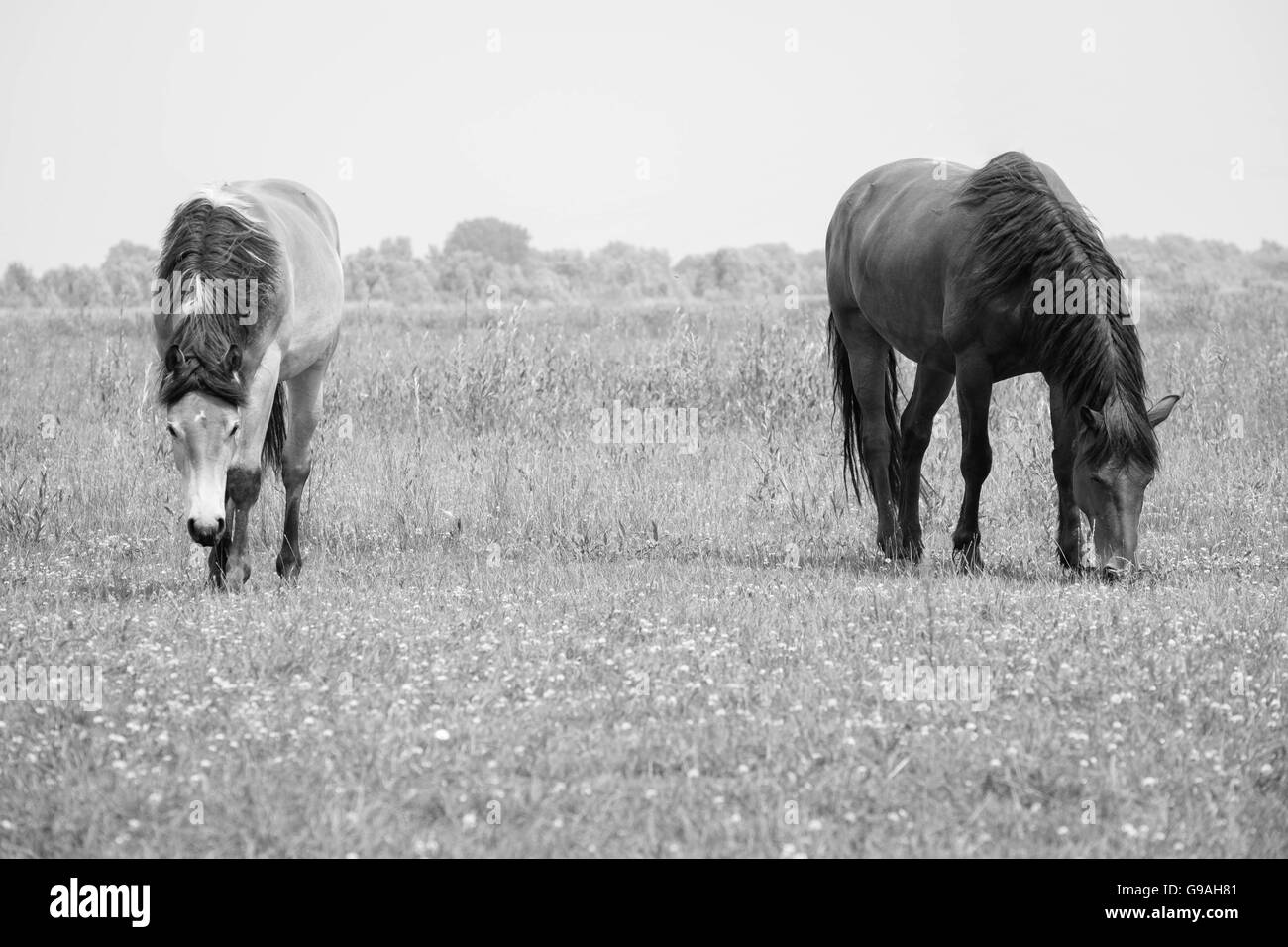 Black and white photo of wild horses out in the open Stock Photo - Alamy