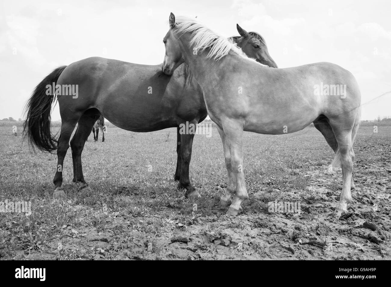 Black and white photo of wild horses out in the open Stock Photo - Alamy