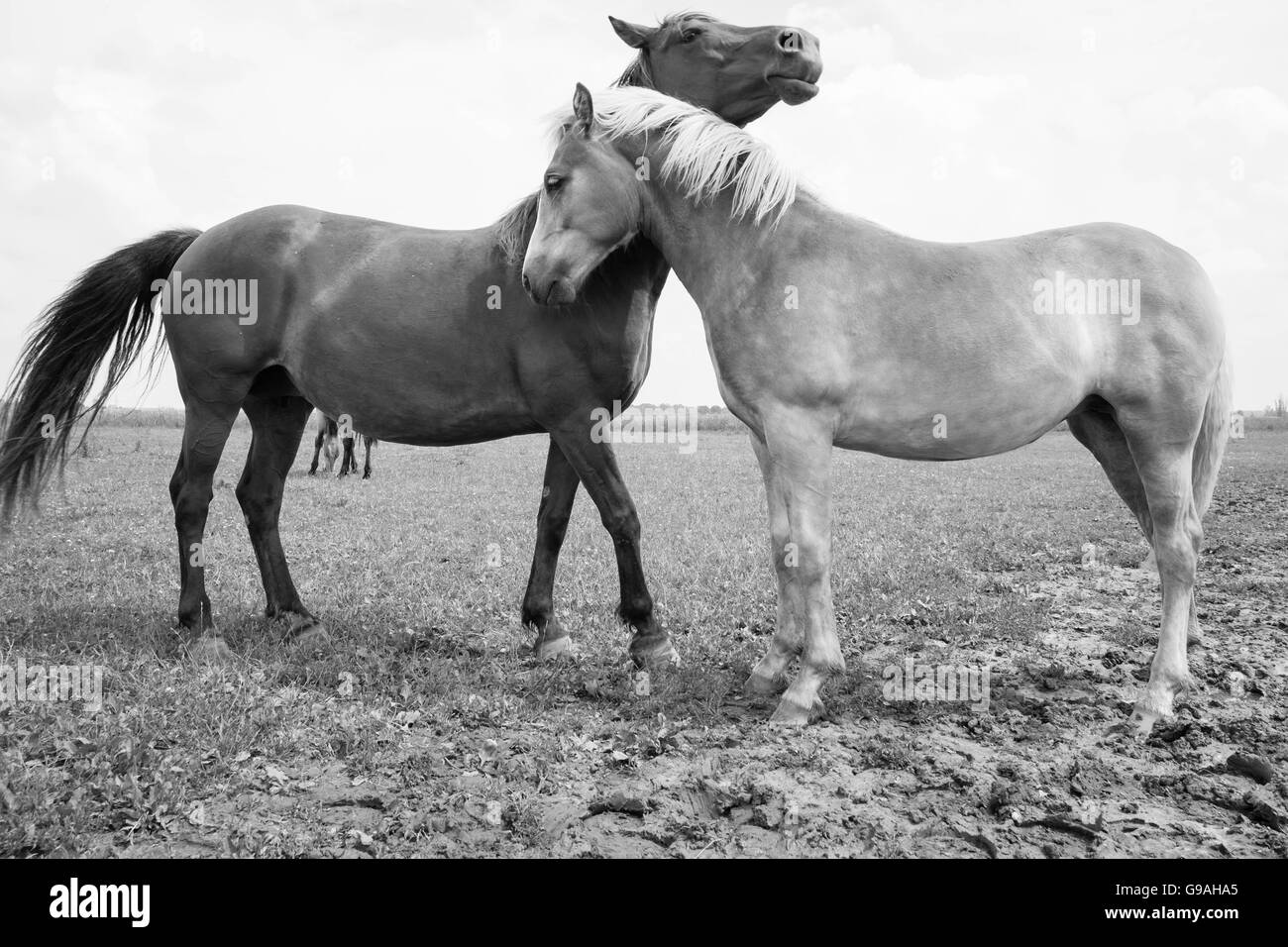 Black and white photo of wild horses out in the open Stock Photo - Alamy