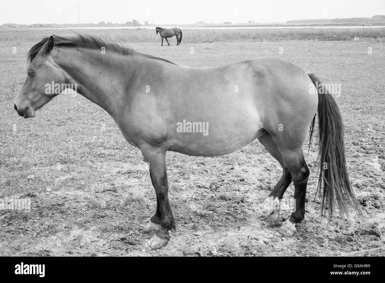 Black and white photo of wild horses out in the open Stock Photo - Alamy