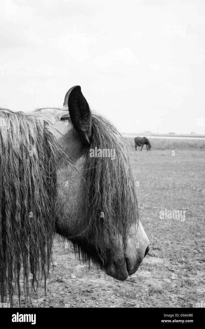 Black and white photo of wild horses out in the open Stock Photo - Alamy