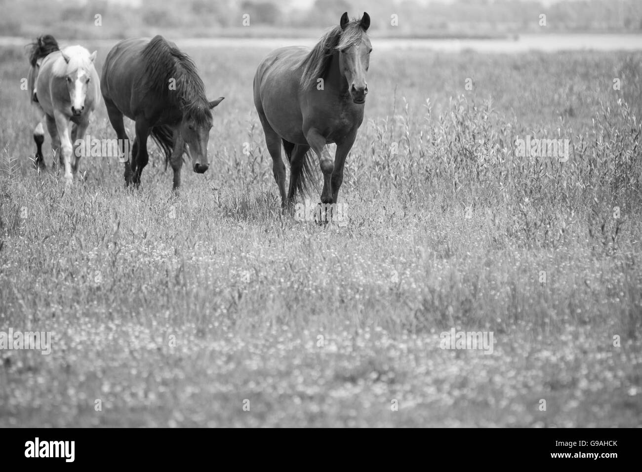 Black and white photo of wild horses out in the open Stock Photo - Alamy