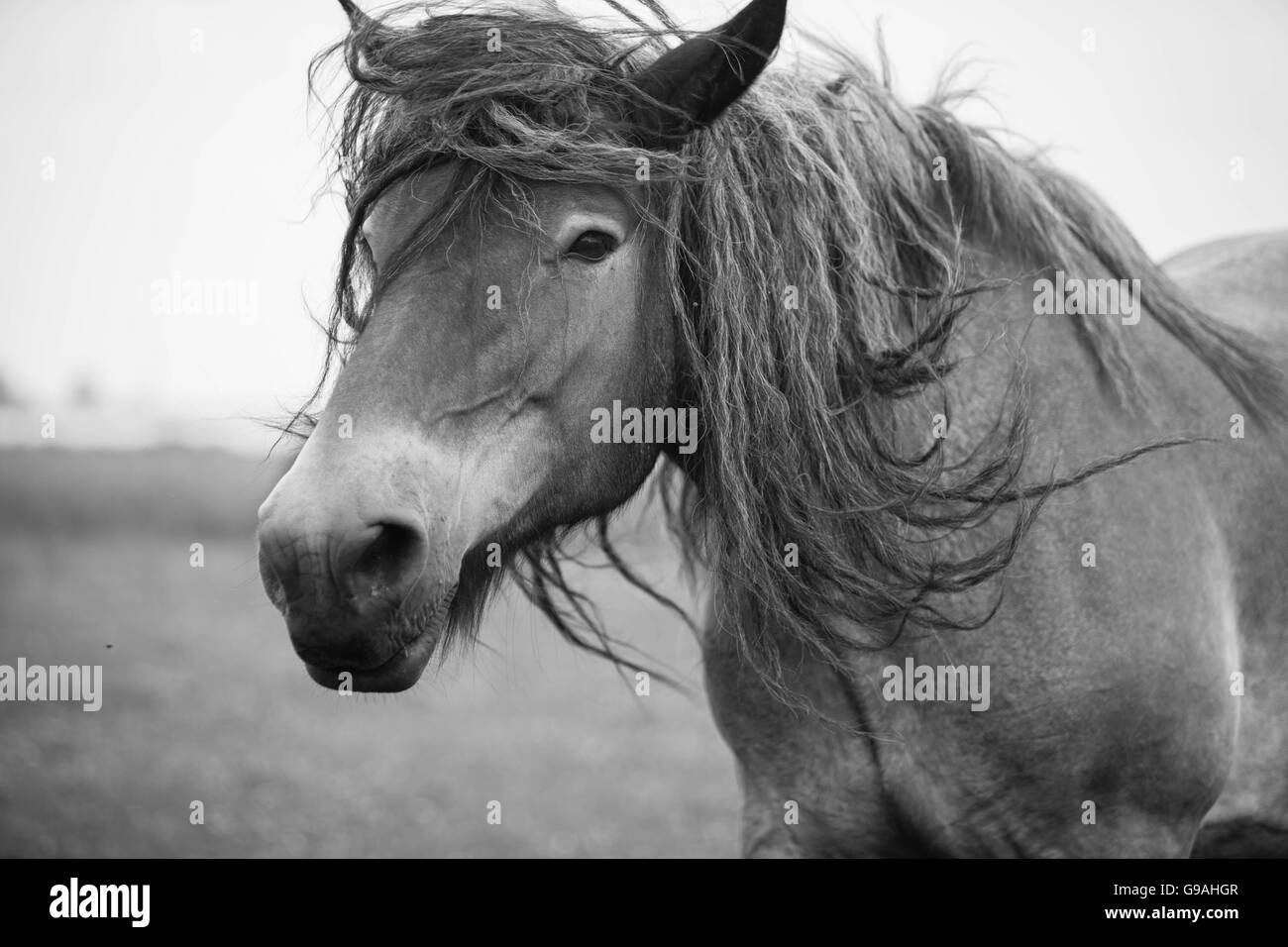 Black and white photo of wild horses out in the open Stock Photo - Alamy