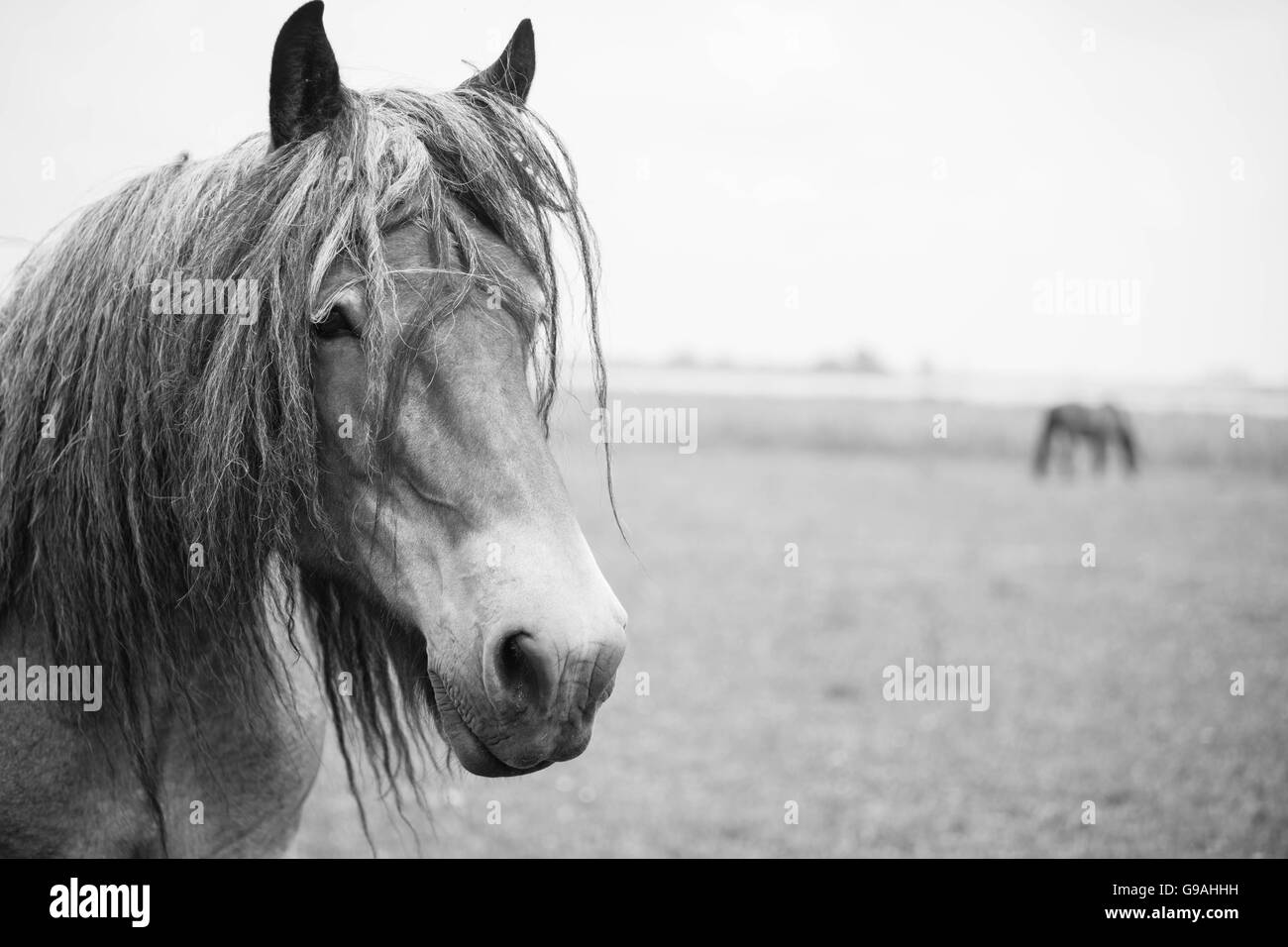 Black and white photo of wild horses out in the open Stock Photo - Alamy
