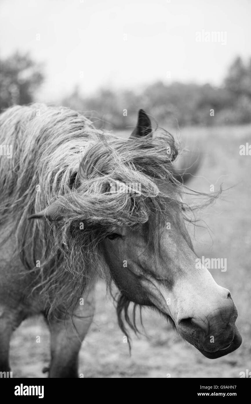 Black and white photo of wild horses out in the open Stock Photo - Alamy
