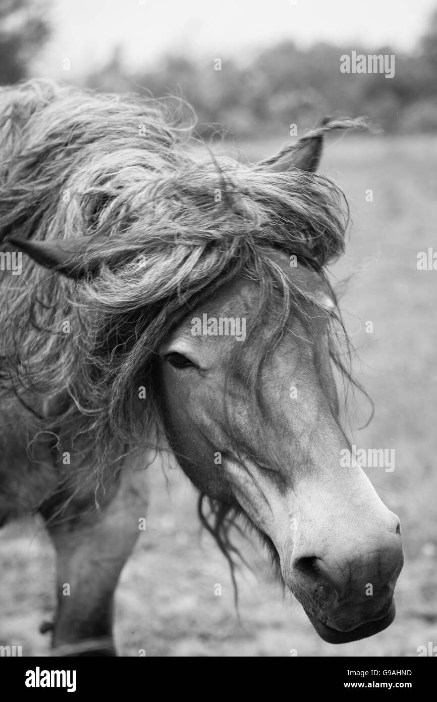 Black and white photo of wild horses out in the open Stock Photo - Alamy