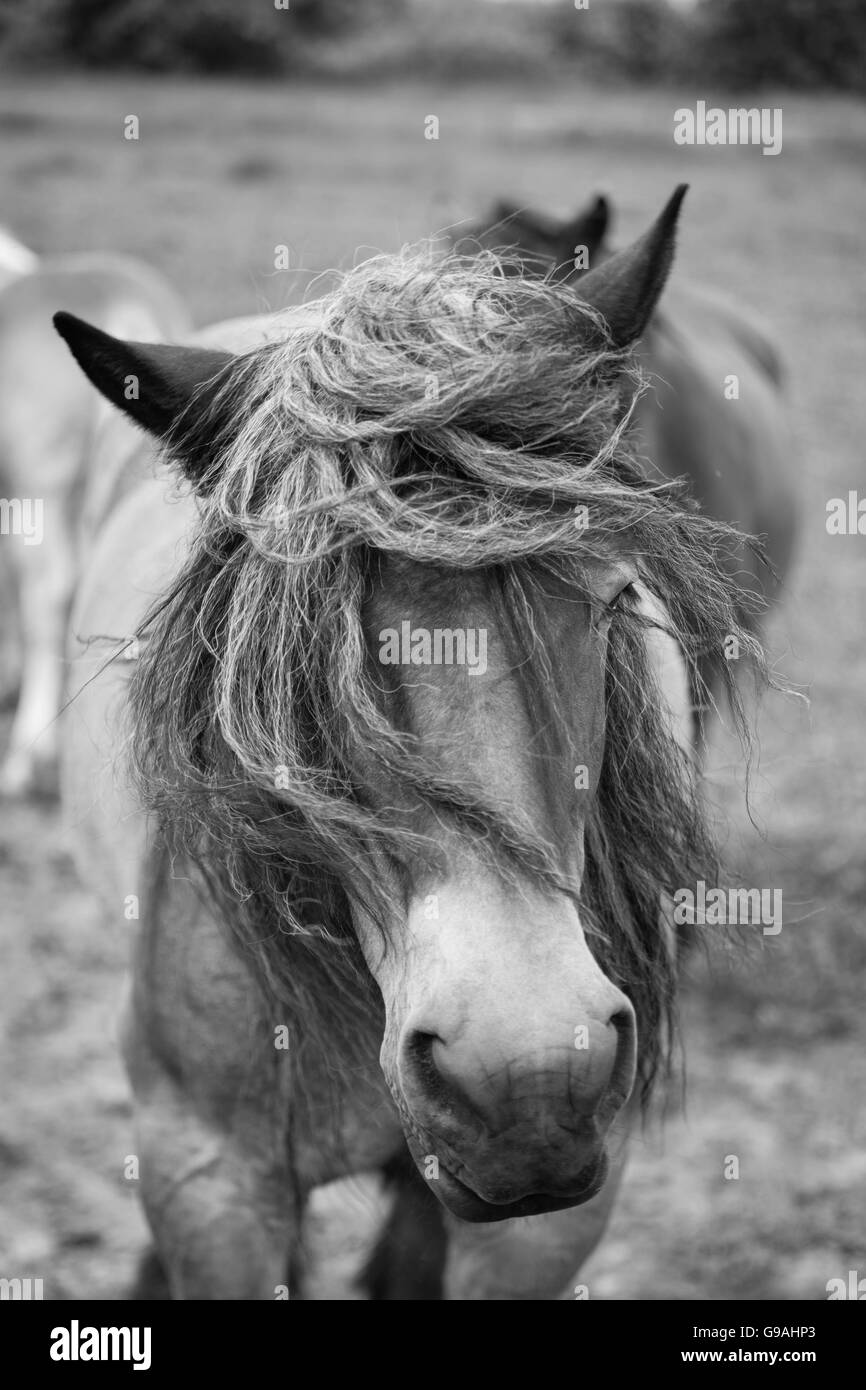 Black and white photo of wild horses out in the open Stock Photo - Alamy