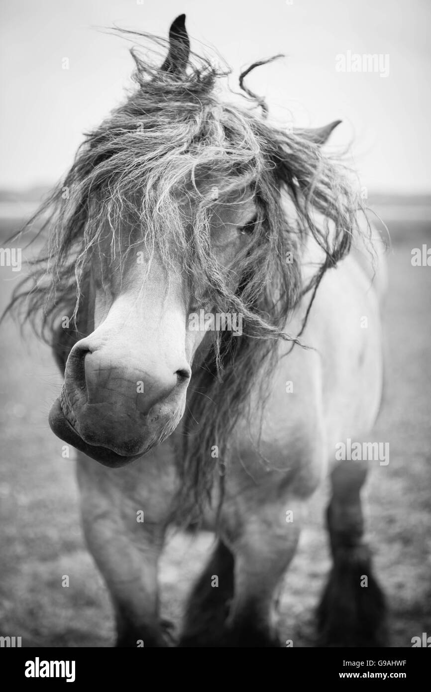 Black and white photo of wild horses out in the open Stock Photo - Alamy
