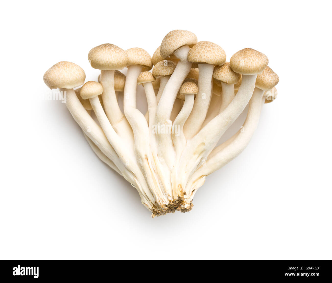 Brown shimeji mushrooms. Healthy superfood isolated on white background