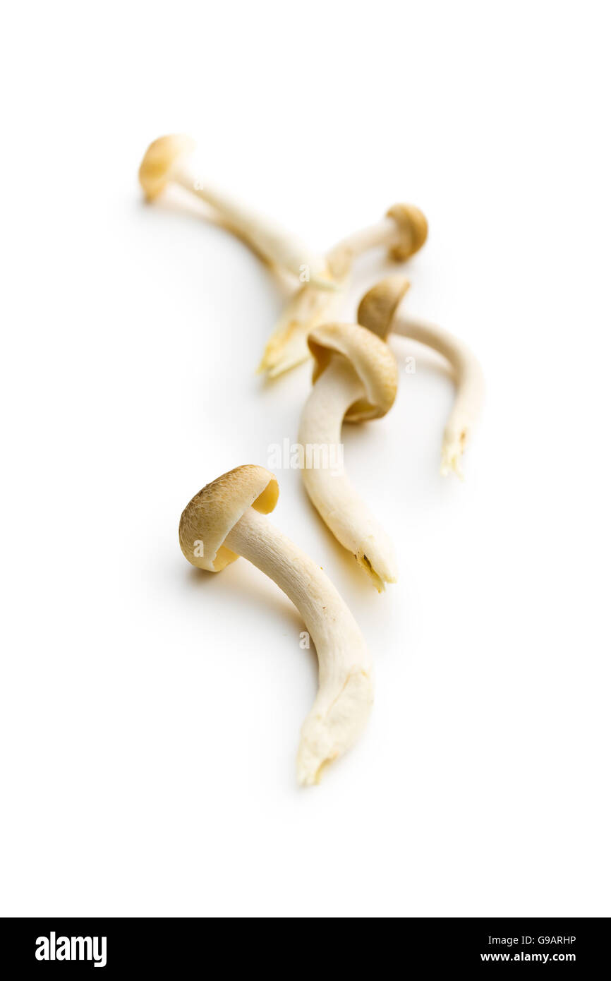 Brown shimeji mushrooms. Healthy superfood isolated on white background