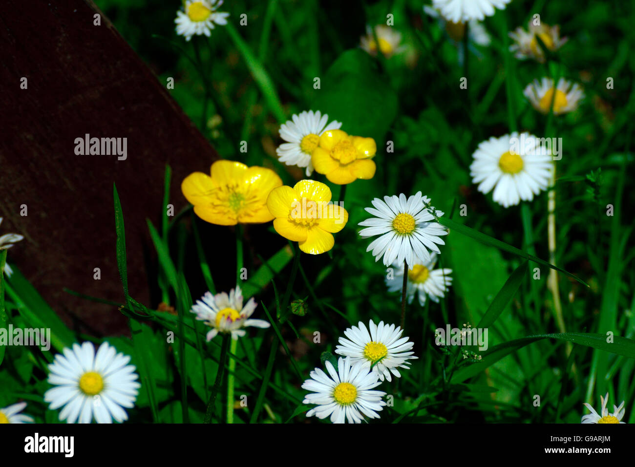 Buttercups under chin black and white hires stock photography and images Alamy
