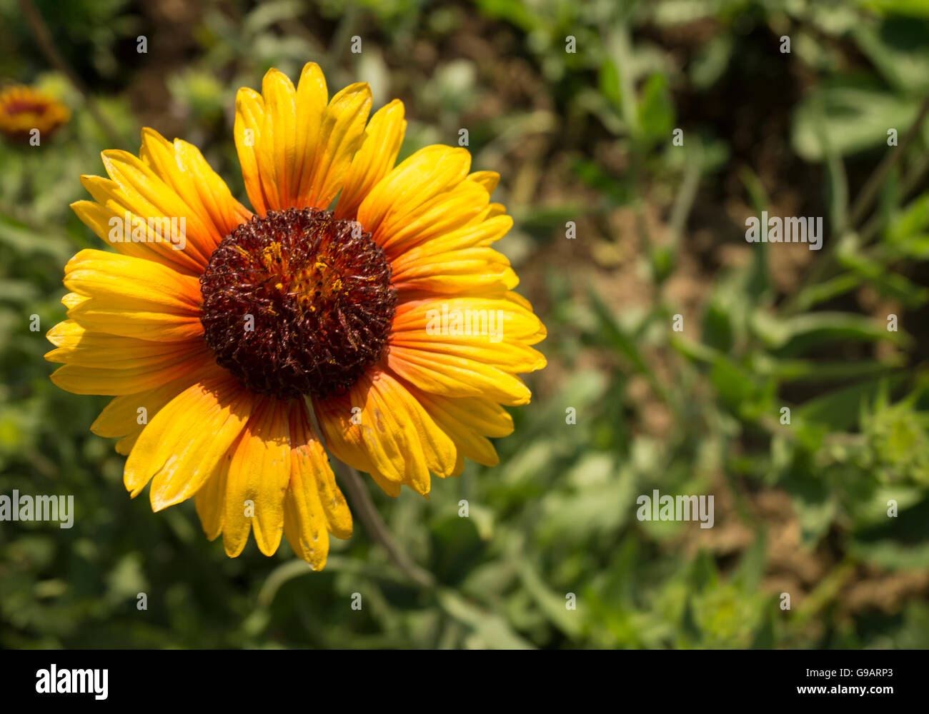 Bright solar flower with orange petal on background of the green herb