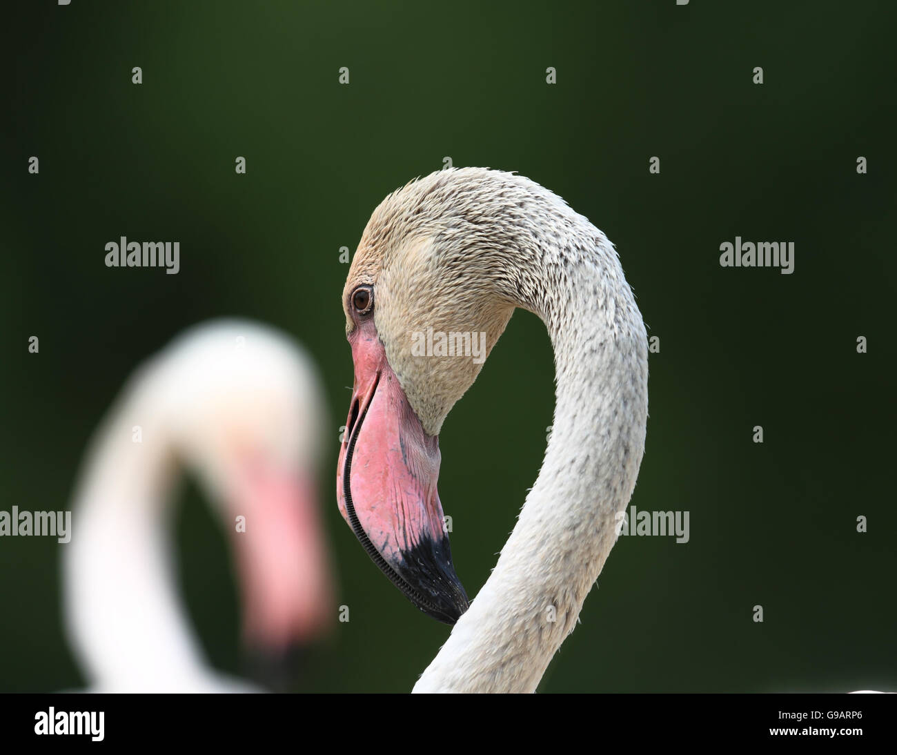 Greater Flamingo (Phoenicopterus roseus) Stock Photo