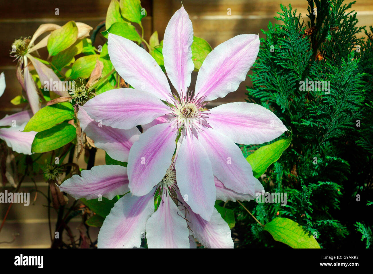 CLEMATIS IN SHADE AND SUN. Stock Photo