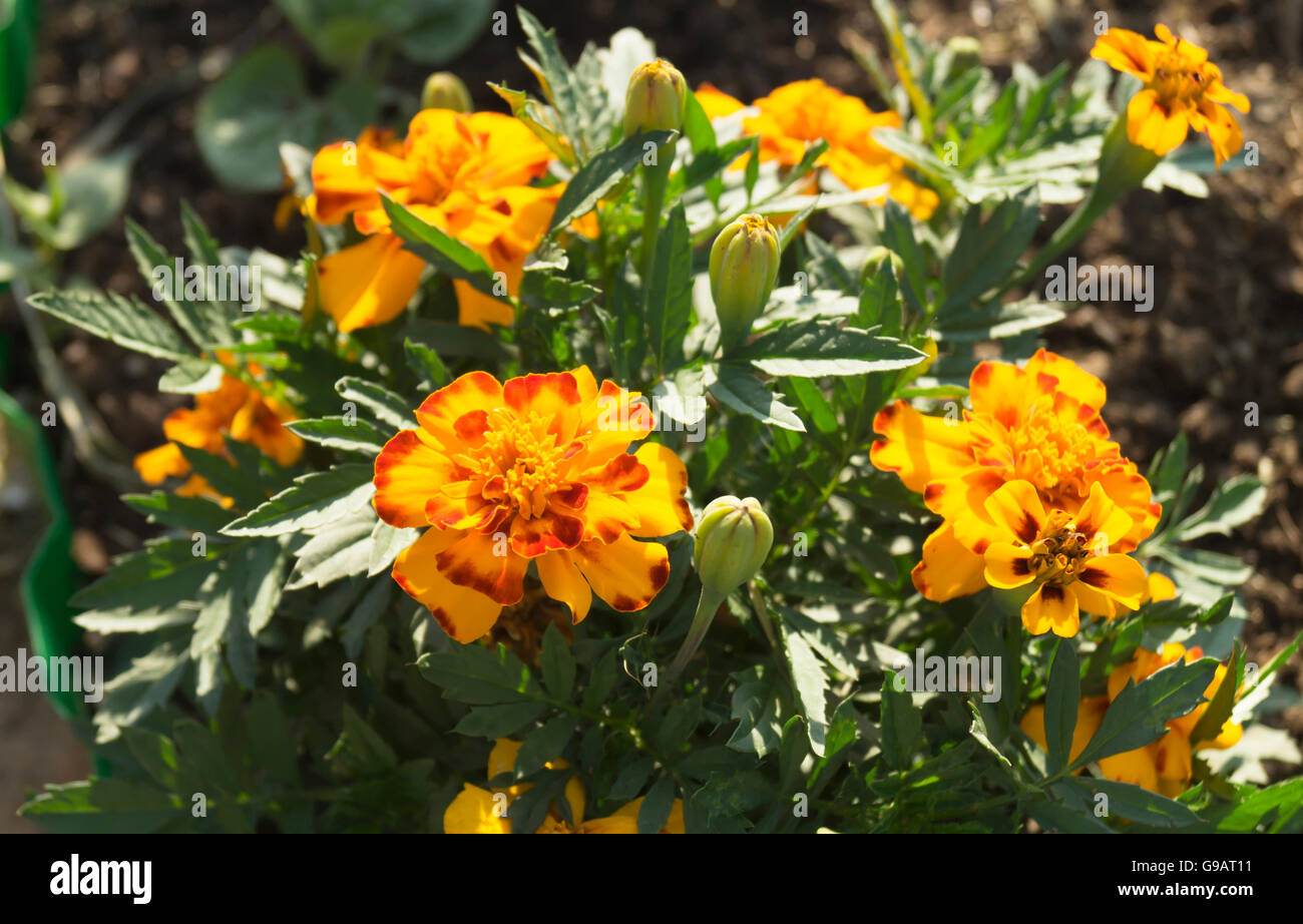 Green background red flower hires stock photography and images Alamy