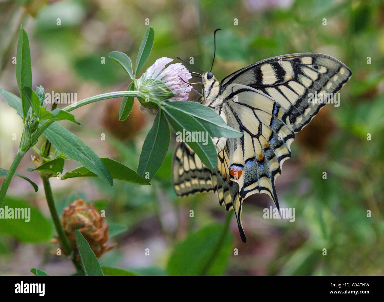 Machaon butterfly on wild flower Stock Photo