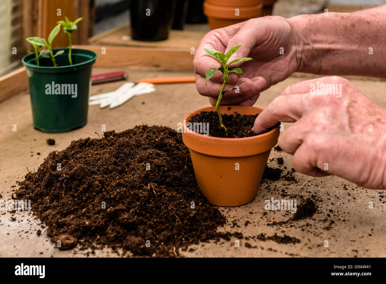Potting up young seedlings into a single pot.Transplanting, pricking out  Stock Photo - Alamy