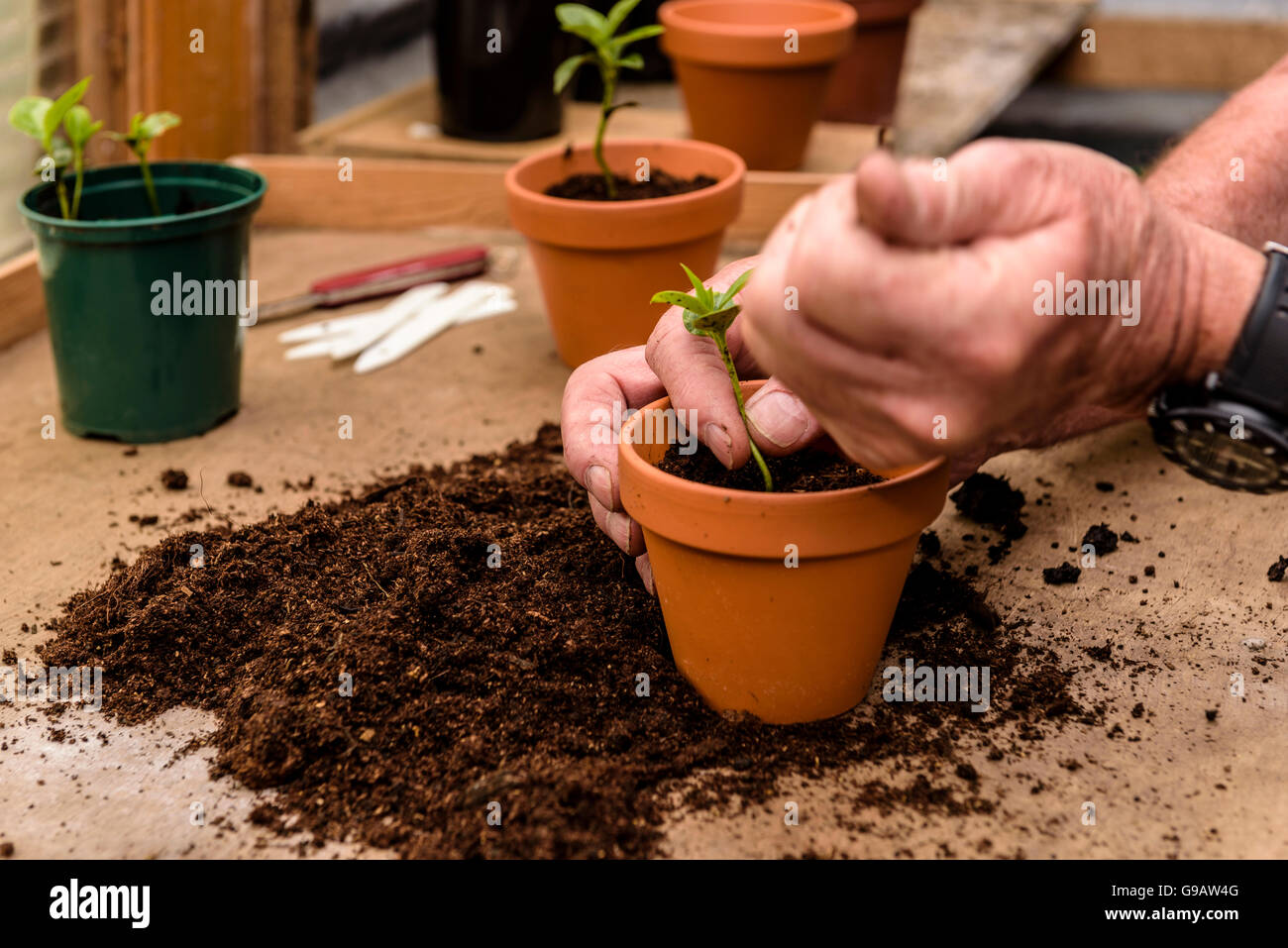 Potting up young seedlings into a single pot.Transplanting, pricking