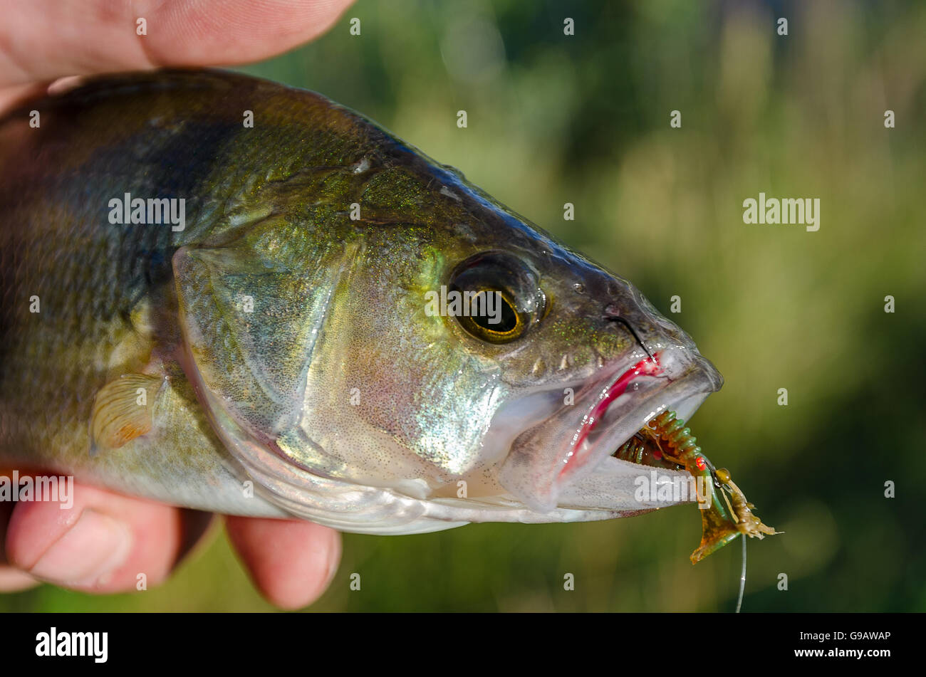 Perch caught on a hook in the hands of the fisherman Stock Photo