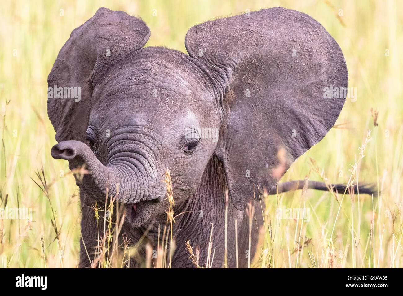 Portrait of an elephant calf in the grass Stock Photo