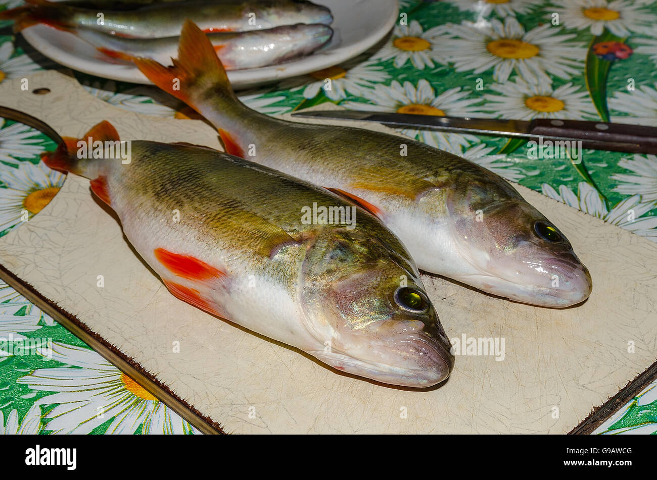 Perch, fresh fish is on the table for cooking first and second courses Stock Photo