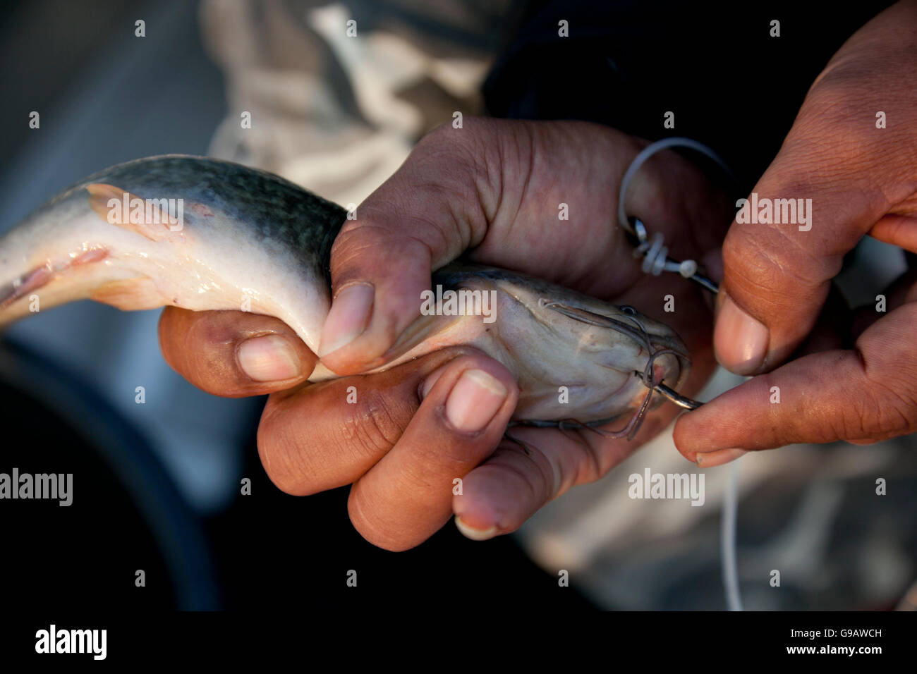 A fisherman attaches a hook to a catfish to be used as bait during fishing in Thailand. Stock Photo