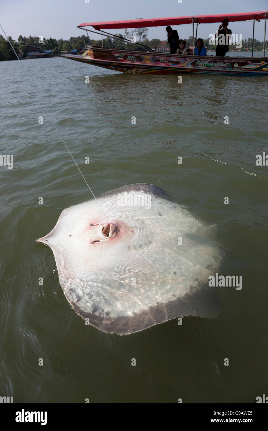 A large giant freshwater stingray hooked at the Maeklong River in Thailand turns on its back as it is hauled to the surface of t Stock Photo