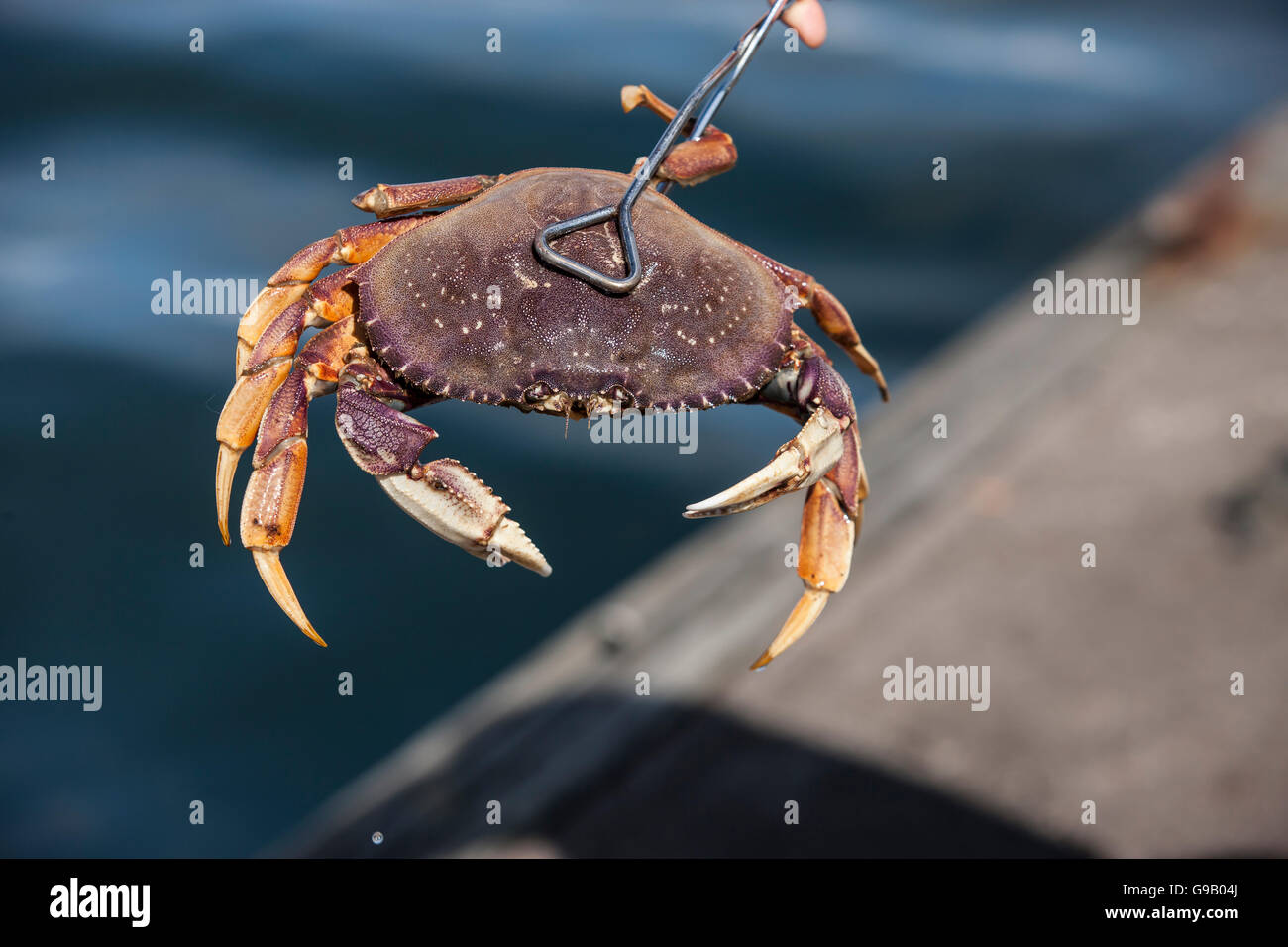 Close up crab hi-res stock photography and images - Alamy