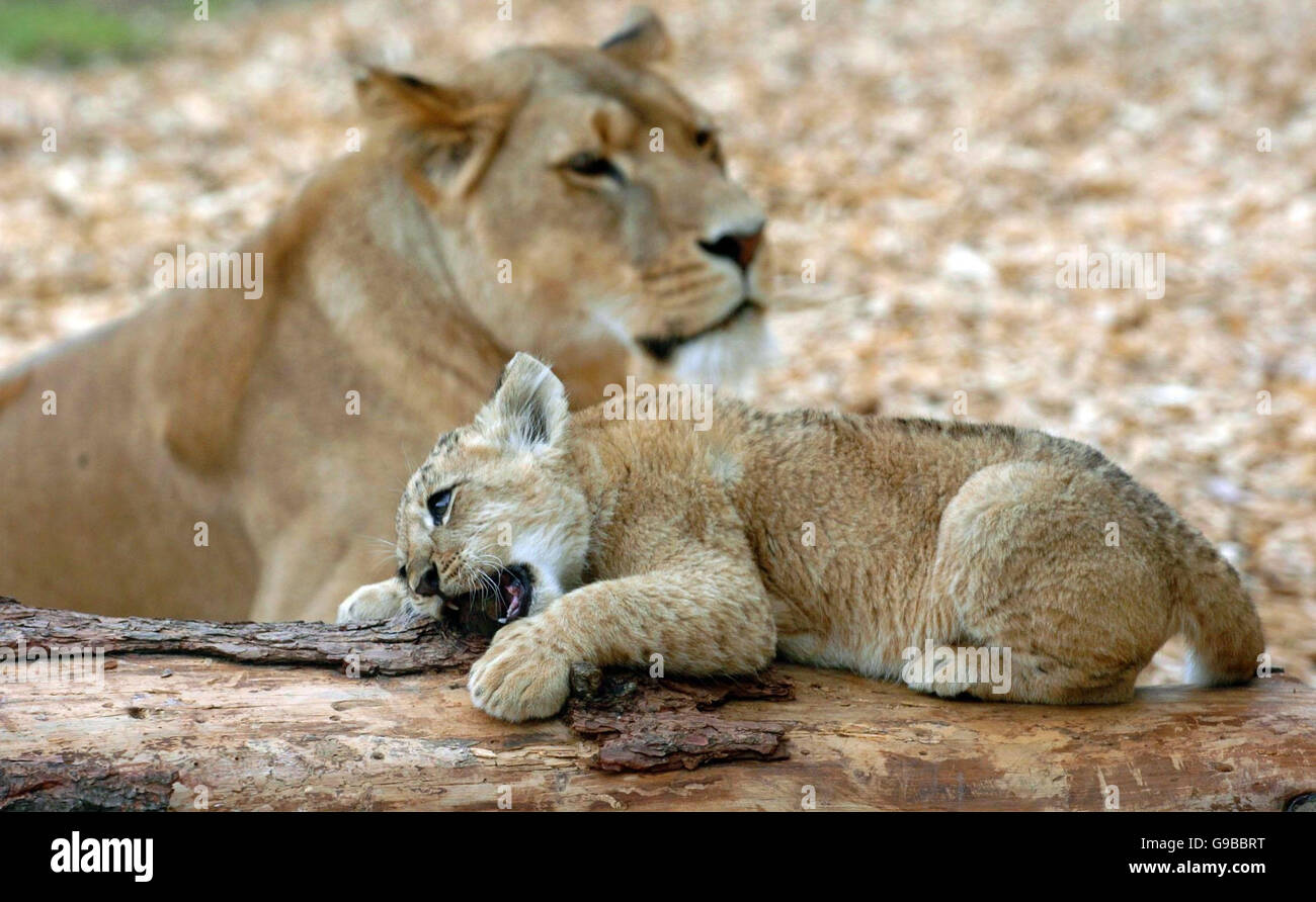 One of four newly born lion cubs plays under the watchful eyes of its ...