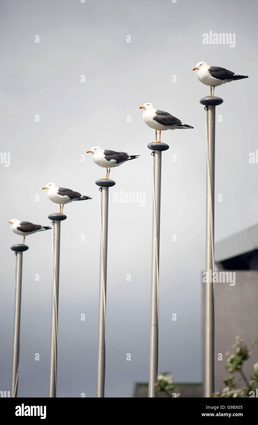 Gulls perch on flagposts in Reykjavik in Iceland. Stock Photo