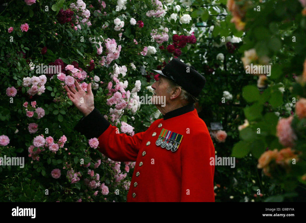 Chelsea Pensioner Sgt. Stan Pepper from Luton, Bedfordshire, takes a stroll amongst the roses at The Chelsea Flower Show, in west London, on Monday 22nd May 2006. . Stock Photo