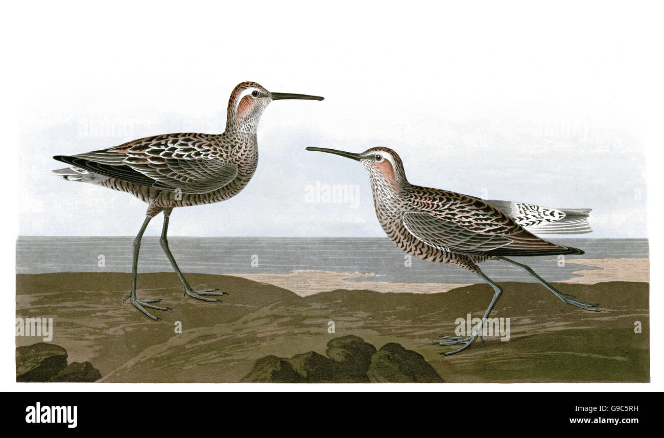 Stilt Sandpiper, Micropalama himantopus, birds, 1827 - 1838 Stock Photo